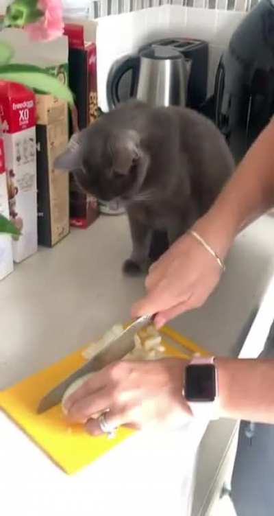 Cat stays too close to onion
