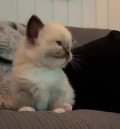 Meow