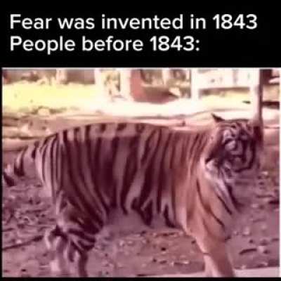 The tiger is absolutely flabbergasted.