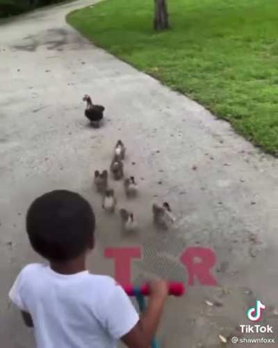 Dawn of the Ducks