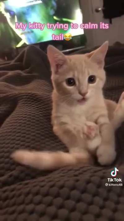 Kitty tried to calm their tail