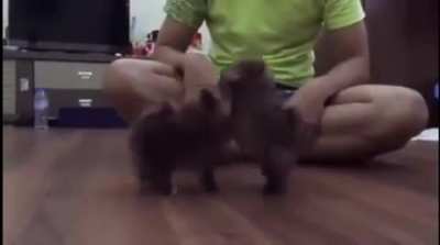 saDisTIc HoomAN makES DogS BatTLe For hIs aMuseMenT