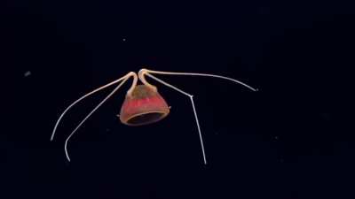 This jellyfish in the deep waters around hawaii