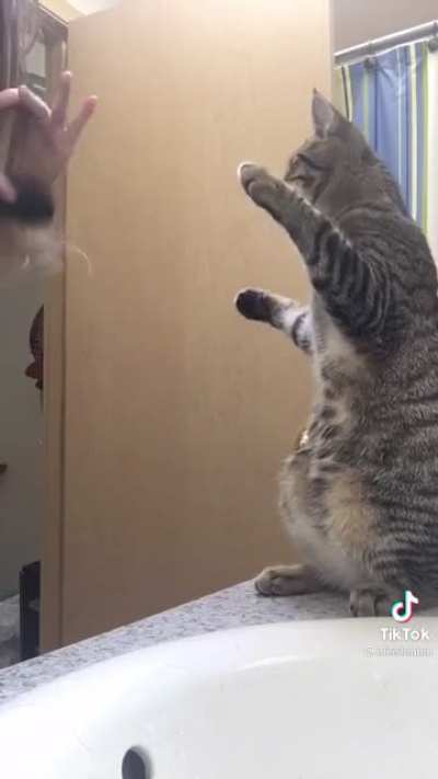Cat learning to brush hair