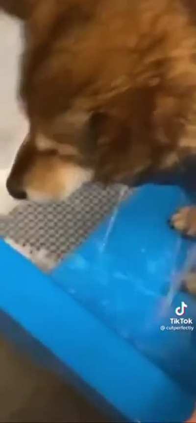 D O G