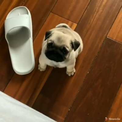 Puggies