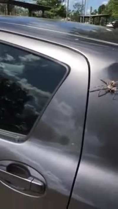 That's a huge spider!