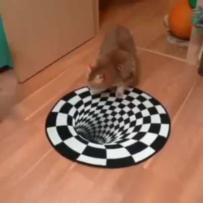 And who said animals weren't intelligent, at least most of them?