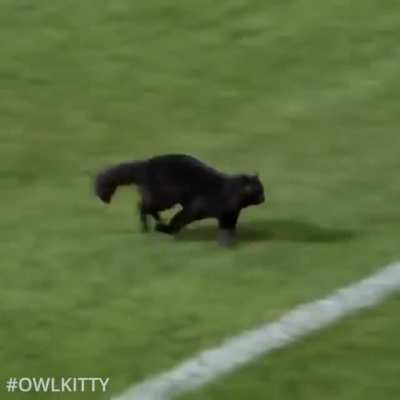 Cat on the field..