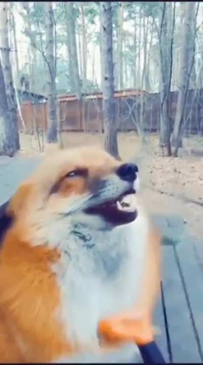 Fox getting brushed