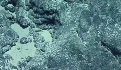 Gaza daedala, a deep sea species of tumbling sea snail, Central Sculpin Ridge Seamount, Pacific Ocean