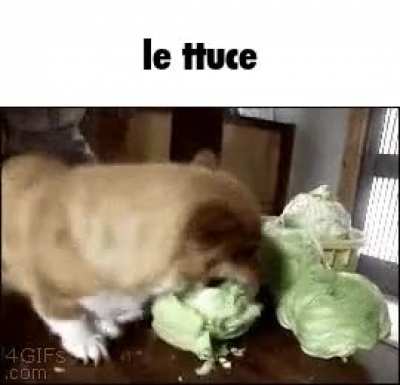 le ttuce