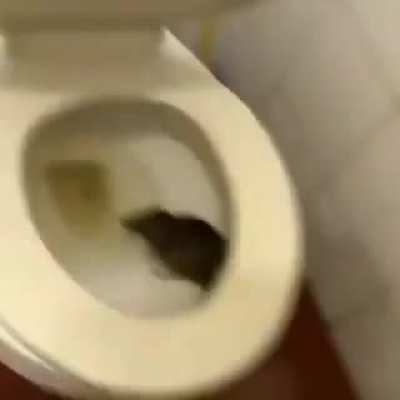 Nooo