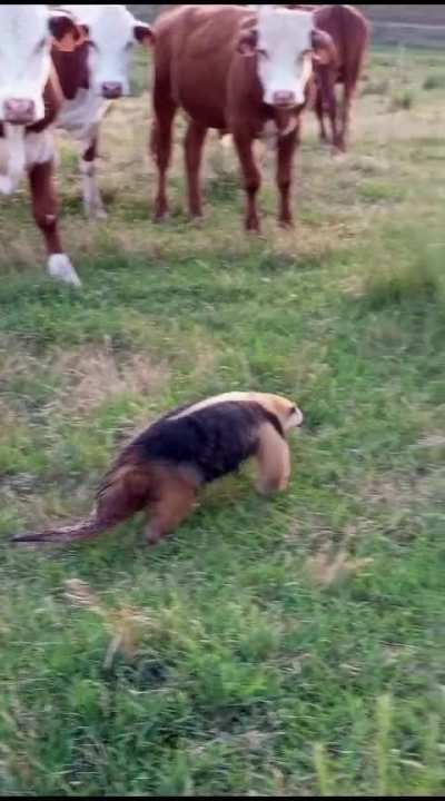 Encontraron un oso hormiguero cerca de Caraguatá en Tacuarembó ayer, el video es buenísimo!!