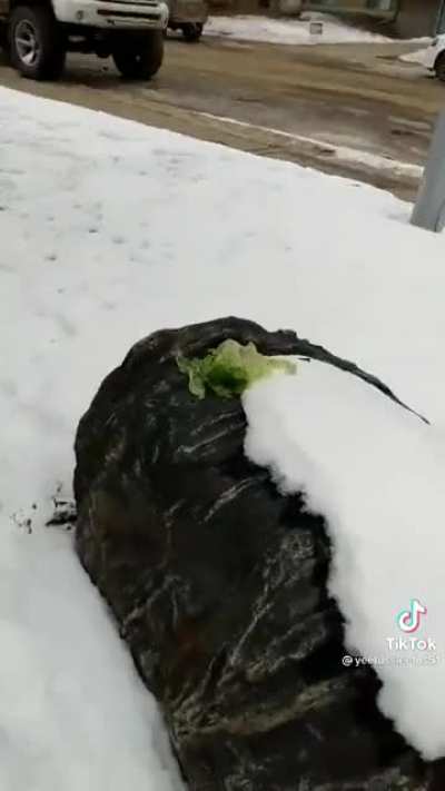 Cabbage Catastrophe
