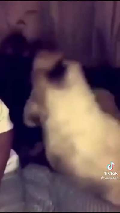You have some weird pets