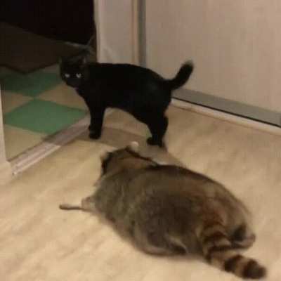 Look at him trying to sneak on the cat