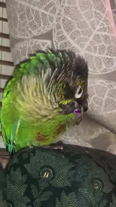 SelfScritchingBird