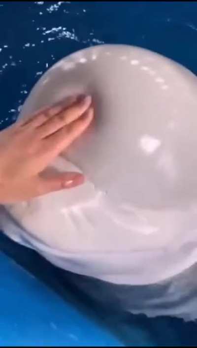 A beluga whales head is squishy soft