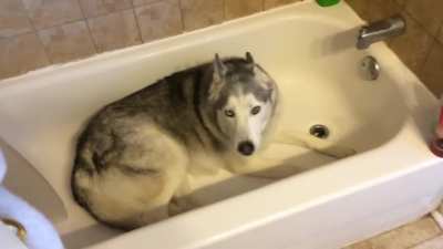 exTrEme alT-riGhT wiNg oWneR sTanDs bY aS BipOlaR dOg pLeaDs fOr dEaTh bY drOwnIng