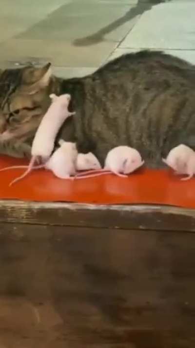 Unemployed mouser