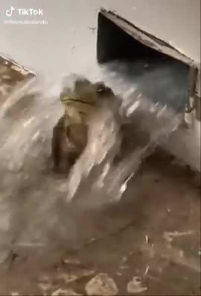 Splish Splash