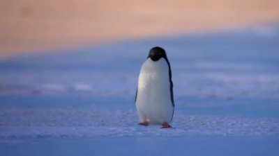 Steve The Penguin