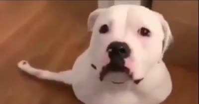 Happy dog