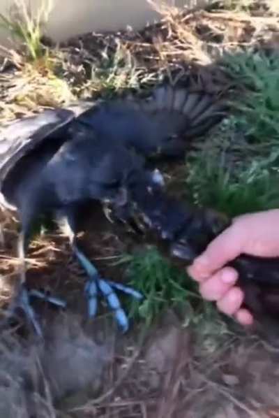 Frog trying to eat a coot