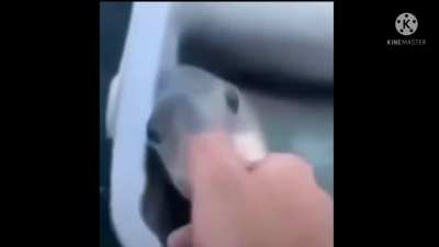fish?