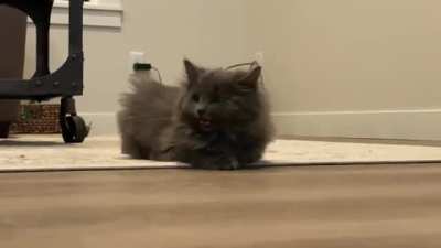 Purrfectly cut scream of my new kitty Ziggy!