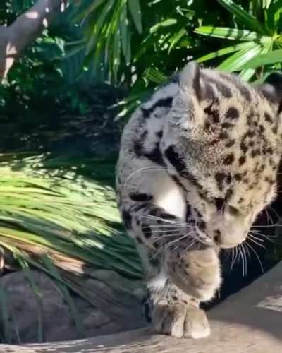 🔥 Baby cheetah