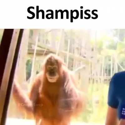 Monke?