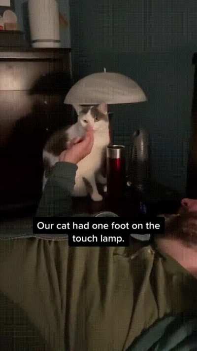 The kitty, master of the light switch, destroyer of mouse. 100 intimidation, 0 intelligence