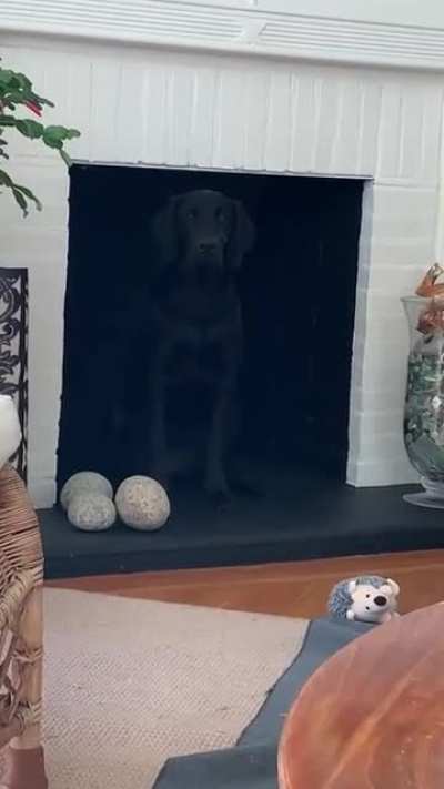 I Think I Should Change My Dog's Name To Roze
