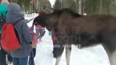 Группа челяб<wbr>ински<wbr>х турис<wbr>тов пришла гулять в нацио<wbr>нальн<wbr>ый парк и встре<wbr>тила лося. Люди начали тиска<wbr>ть, фотог<wbr>рафир<wbr>овать и кормить сохат<wbr>ого. Он прини<wbr>мал еду с благо<wbr>дарно<wbr>стью, но в какой<wbr>-то момент дважды ударил перед<wbr>ними лапами в грудь мален<wbr>ькую девоч<wbr>ку.