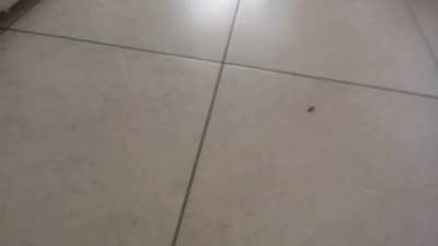 Yellowjacket got in my apartment. Broke its wing with a towel. Get fucked.
