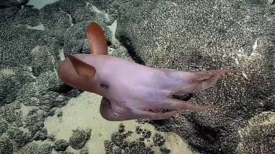 Dumbo octopus lifting off and landing