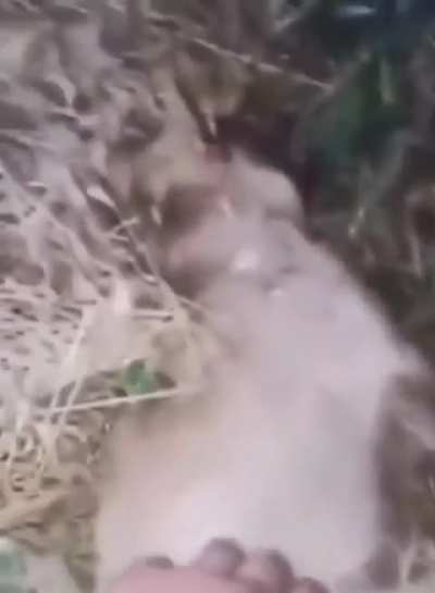 Blyat Syka 