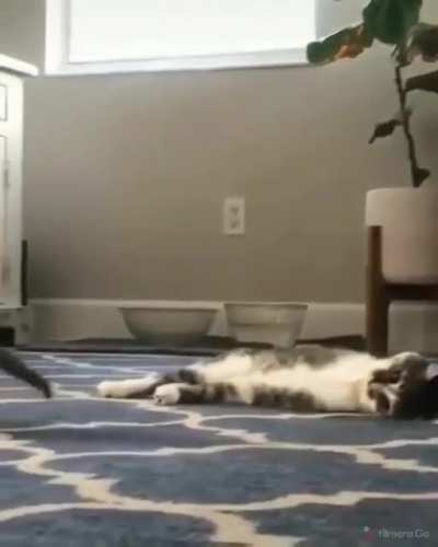 Purrranosaurus Rex
