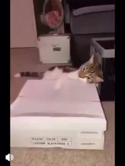 the cat's piano