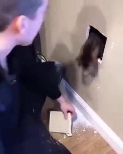 Another asshole cat
