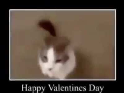a cat kisses you. you can't deny it.
