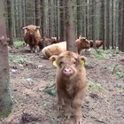 Our big boye friend