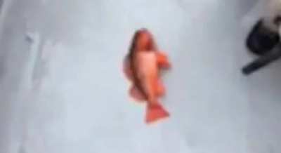 Le fune meme