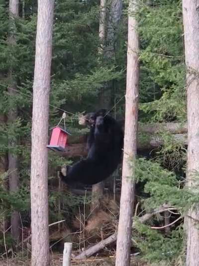 Acrobatic bear looks for bird seed treat
