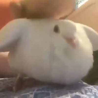 bird