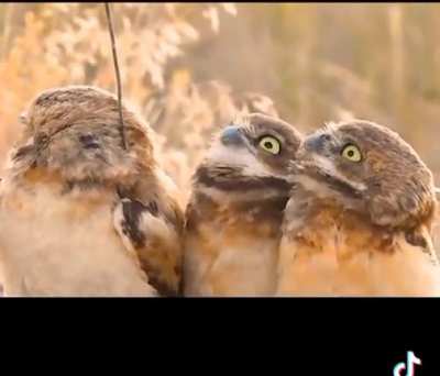 “Wow. Look at the stick on that bird “