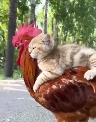 Pussy riding a big Cock