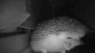 Such cute animal